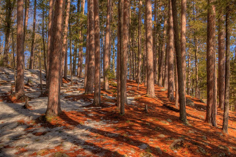 Wadena MN - Trees in State Park Northern Minnesota With Red Needles Fallen on Ground